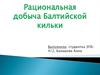 Рациональная добыча Балтийской кильки