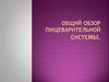 Общий обзор пищеварительной системы