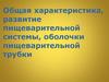 Развитие пищеварительной системы, оболочки пищеварительной трубки. Слизистая оболочка полости рта