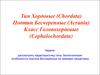 Тип Хордовые (Chordata). Подтип Бесчерепные (Acrania). Класс Головохордовые (Cephalochordata)