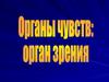Органы чувств. Орган зрения