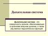 Дыхательная система