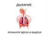 Дыхание. Механизм вдоха и выдоха