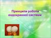 Принципи роботи ендокринної системи