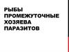 Рыбы промежуточные хозяева паразитов