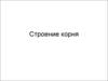 Строение корня