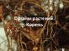 Органы растений: корень