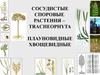 Сосудистые споровые растения (tracheophyta). Плауновидные хвощевидные