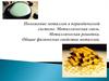 Положение металлов в периодической системе. Металлическая связь. Металлическая решетка. Общие физические свойства металлов