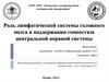 Роль лимфатической системы головного мозга в поддержании гомеостаза центральной нервной системы