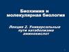 Универсальные пути катаболизма аминокислот. (Лекция 2)