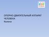 Опорно-двигательный аппарат человека. Колено