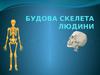 Будова скелета людини