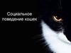 Социальное поведение кошек