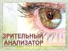 Зрительный анализатор