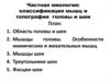 Частная миология: классификация мышц и топография головы и шеи