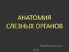 Анатомия слезных органов