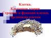 Клетка. Клеточная теория. Строение и функции клетки, органоиды клетки