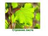 Строение листа