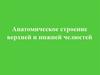 Анатомическое строение верхней и нижней челюстей