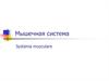 Мышечная система