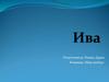 Ива - род древесных растений семейства Ивовых