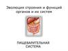Пищеварительная система