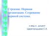 Строение. Нервная организация. Созревание нервной системы