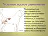 Гистология органов размножения