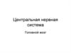 Центральная нервная система. Головной мозг