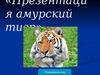 Амурский тигр