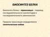 Биосинтез белка