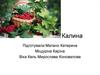 Калина - український символ