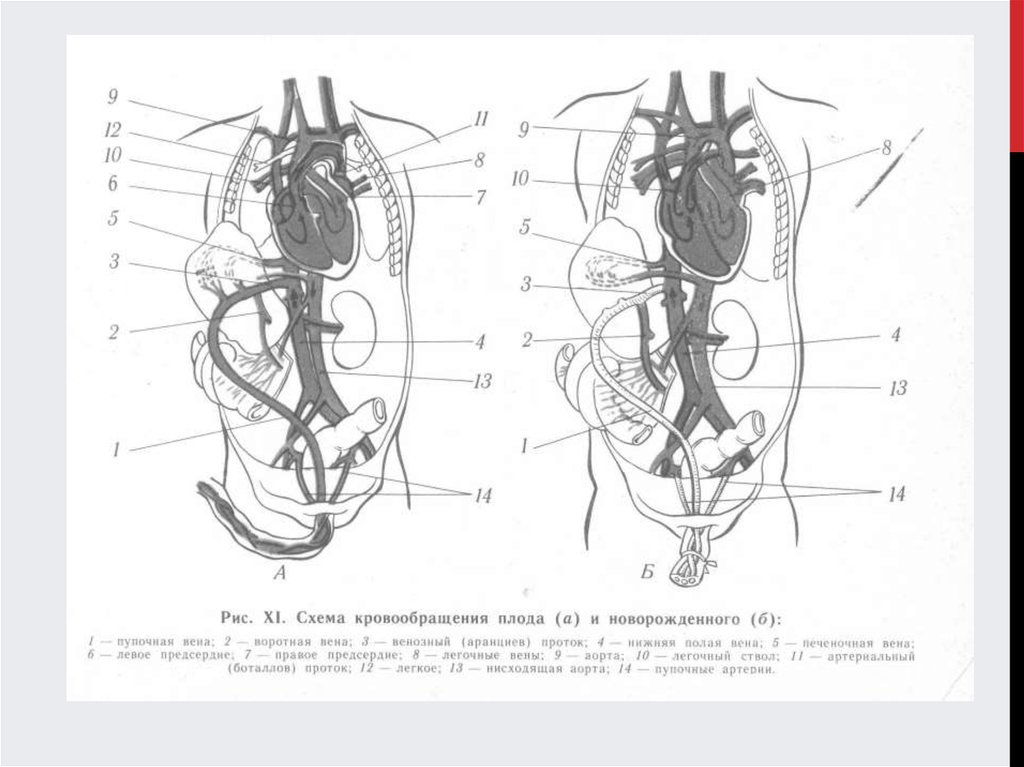 Кровообращение плода рисунок схема
