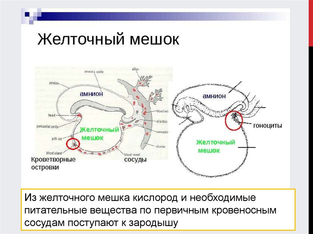 Змеиный амнион