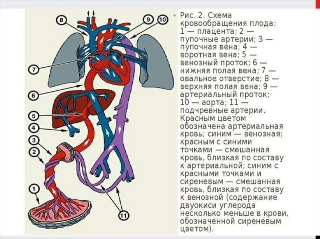 Нарисуйте круг кровообращения плода и новорожденного