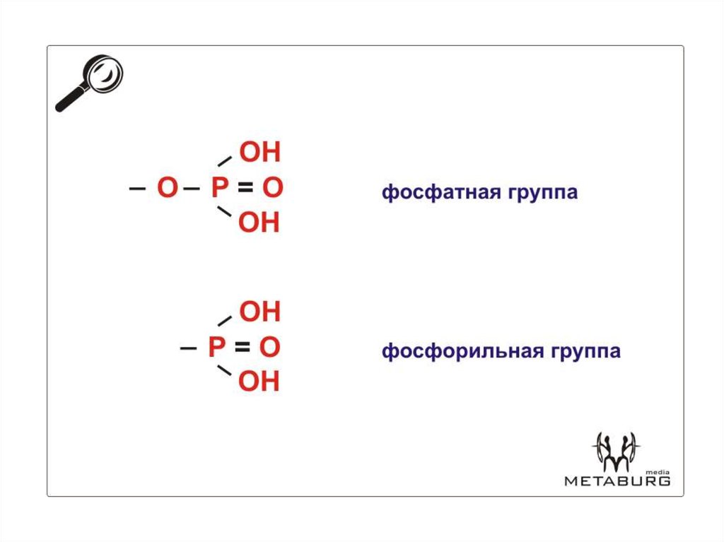 Группа формула. Фосфатная группа формула. Фосфорильная группа. Фосфатная группа функциональная группа. Фосфатная и фосфорильная группа фосфорильная.