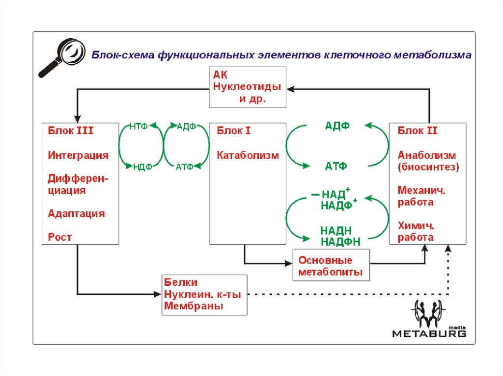 Метаболизм схема 9 класс