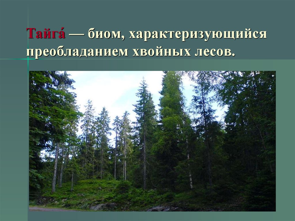 Ресурсы тайги в россии. Природные условия тайги. Природные ресурсы тайги. Биом характеризующийся преобладанием хвойных лесов. Биом лес тайги.