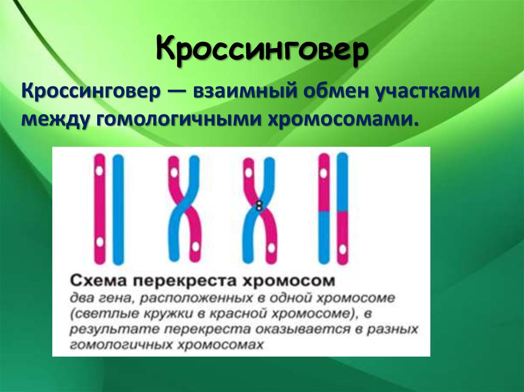 Хромосомы участвуют. Кроссинговер. Процесс кроссинговера. Кроссинговер это в биологии. Кроссинговер это кратко.