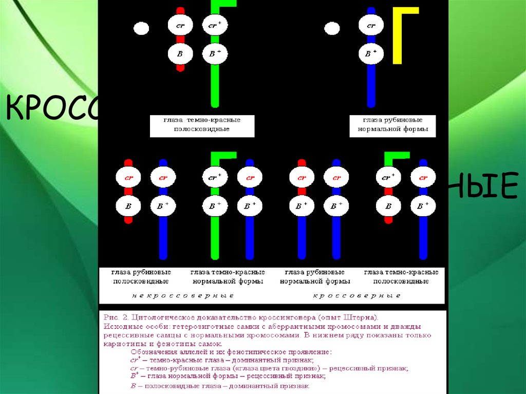 Доказательства кроссинговера. Опыт Штерна кроссинговер. Цитологическое доказательство кроссинговера. Кроссоверные гаметы. Опыт Штерна генетика.
