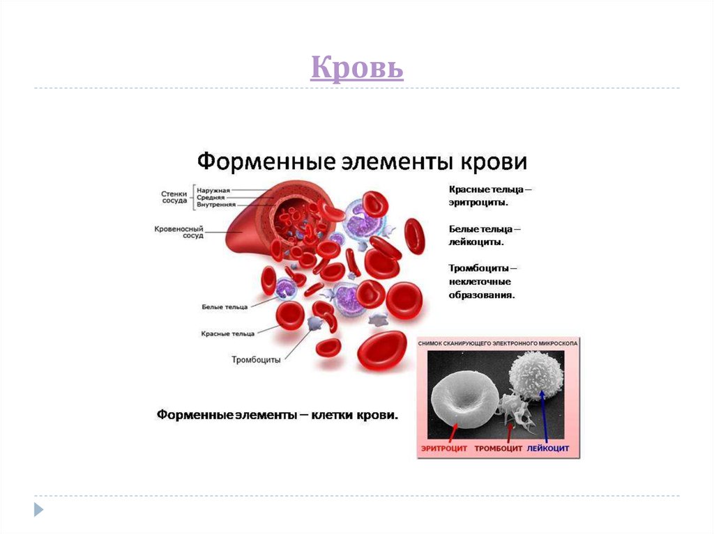 Элементы белой крови. Кровь система крови анатомия. Афо кроветворения. Форменные элементы крови физиология. Анатомия и физиология человека клетки крови.