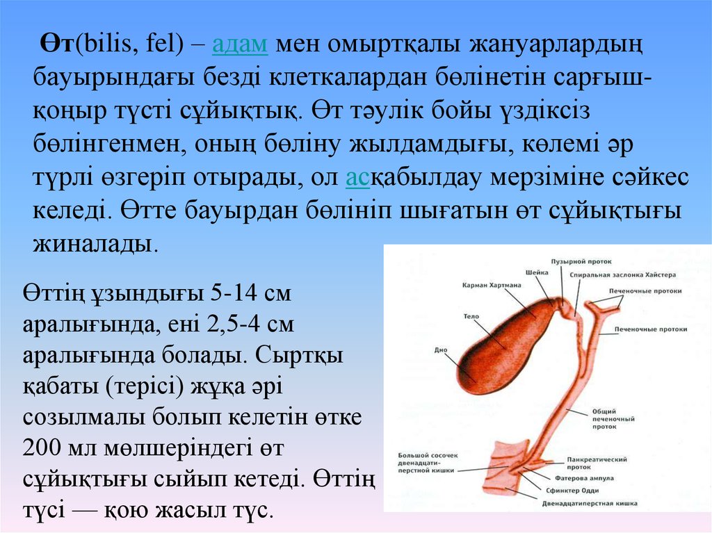 Өт на русском