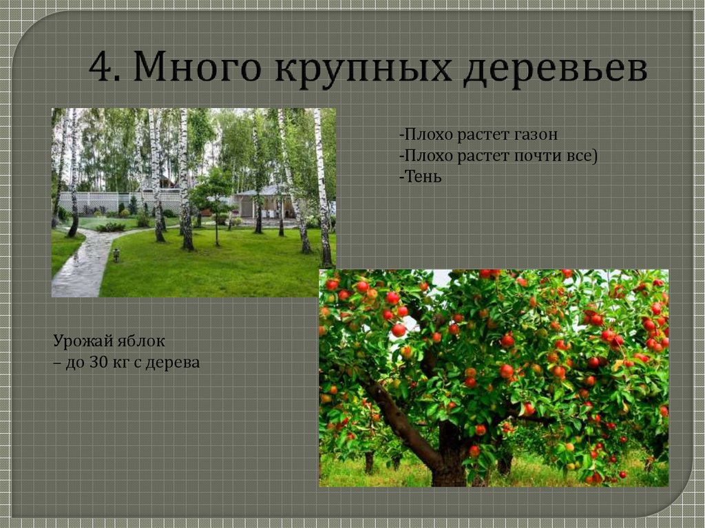 4. Много крупных деревьев