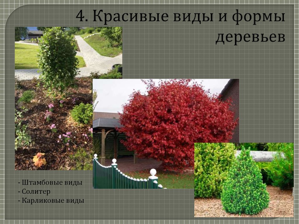 4. Красивые виды и формы деревьев
