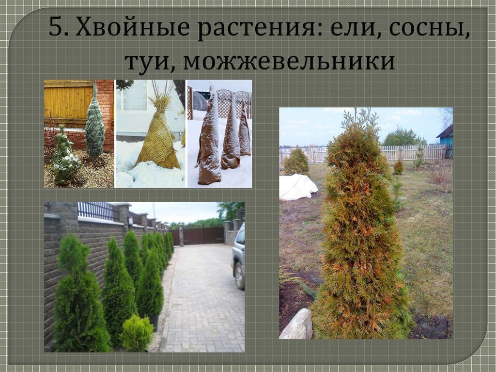 5. Хвойные растения: ели, сосны, туи, можжевельники