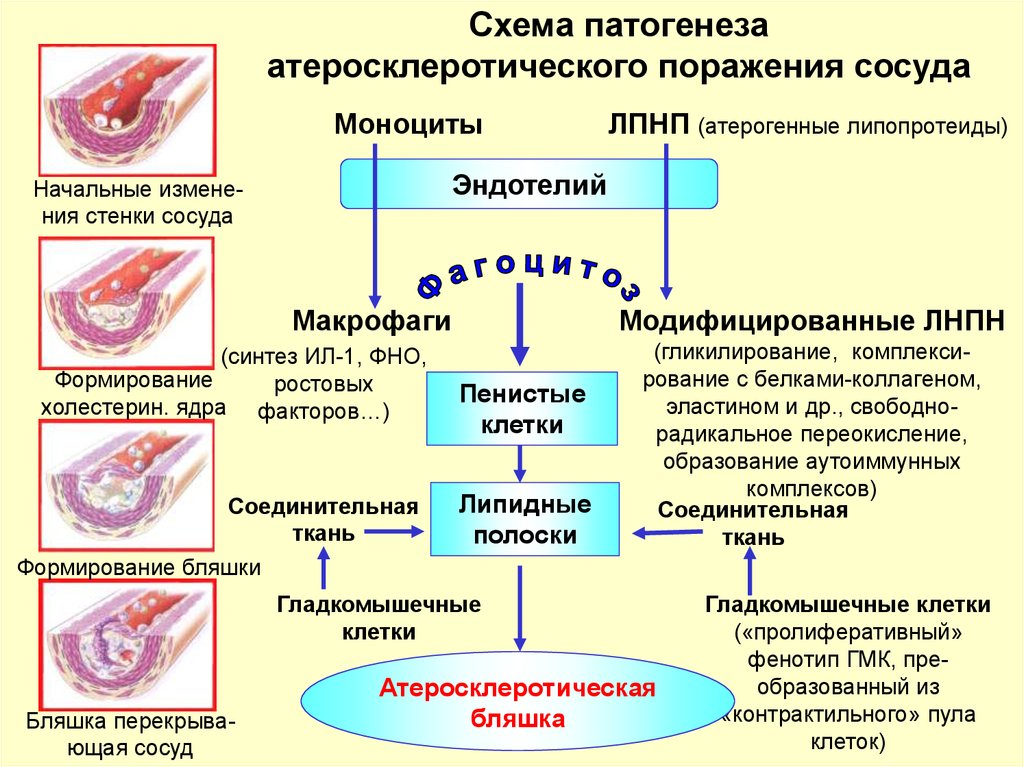 Патофизиология белкового обмена презентация