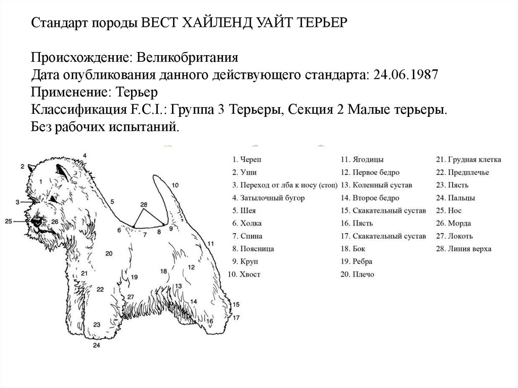 Тримминг вельштерьера схема