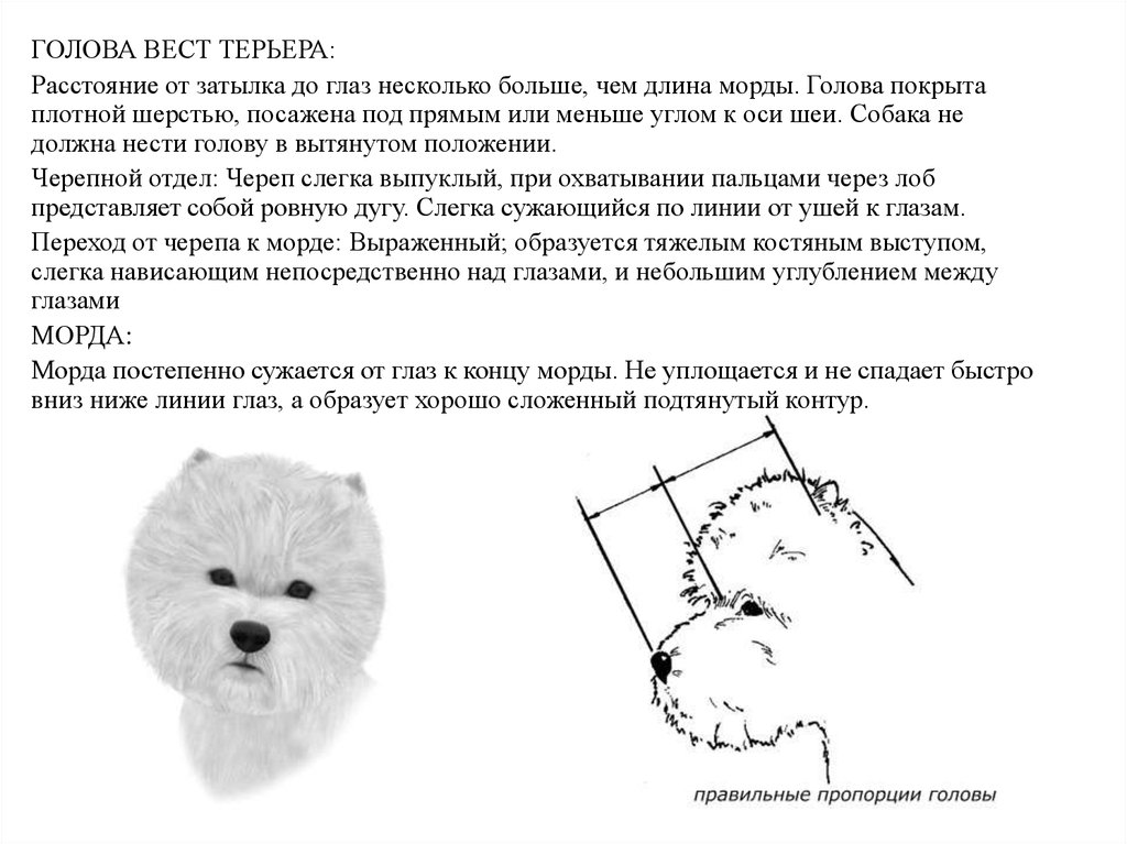 Схема стрижки вест хайленд уайт терьер