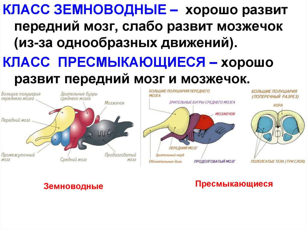 Развитие органов нервной системы презентация